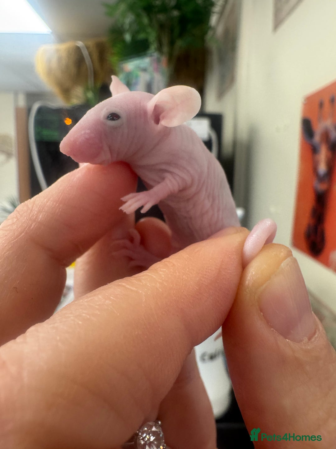 Mouse rodents for sale: Naked mice babies for sale - Advert 7