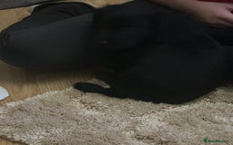 Cockalier dogs for sale: Cockier  - Advert 7