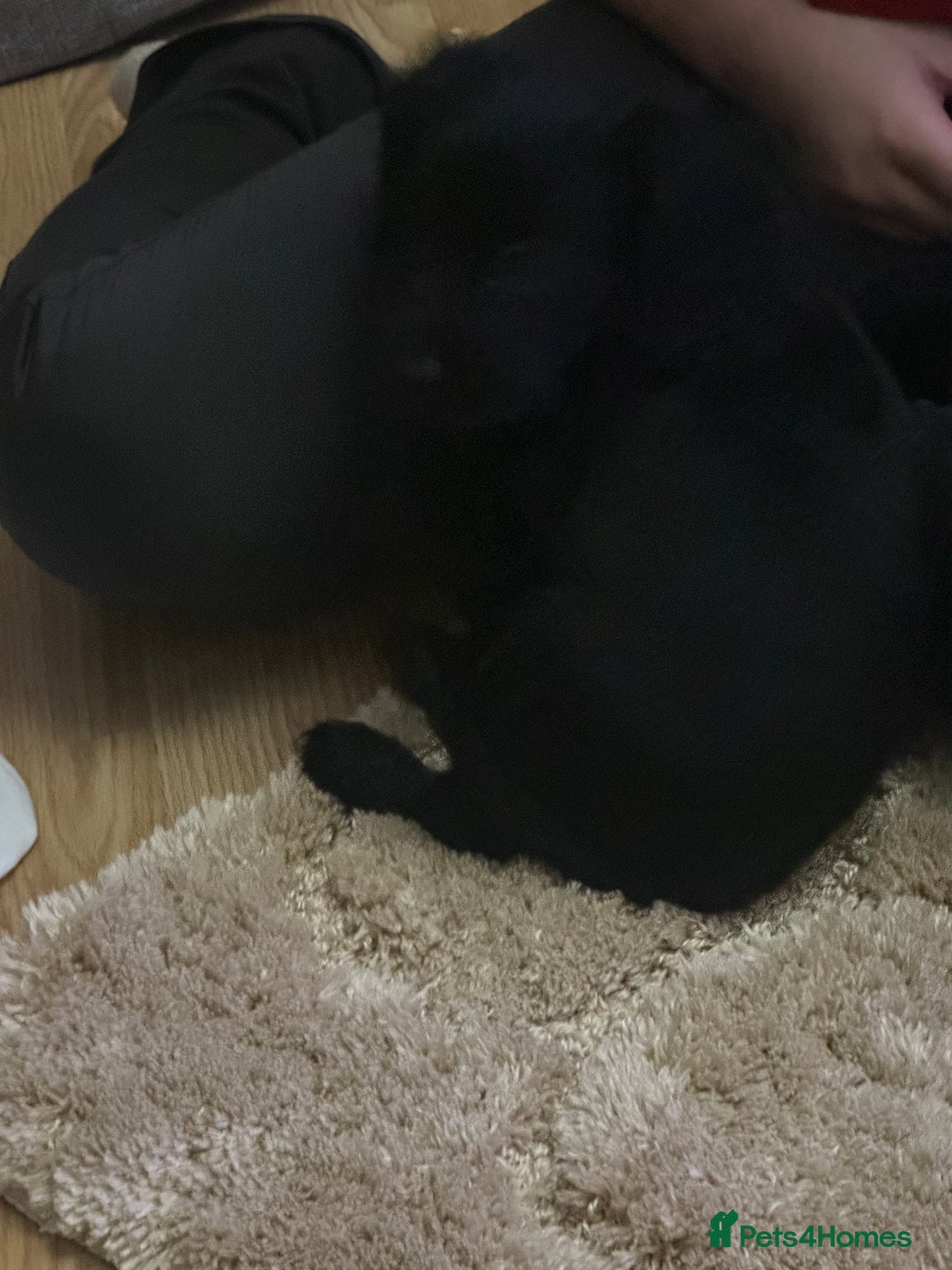 Cockalier dogs for sale: Cockier  - Advert 7