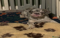 French Bulldog dogs for sale: x2 boys🔥🐾Ready Now🔥🐾Fluffy French bulldogs🔥🐾 in Rotherham - Image 37