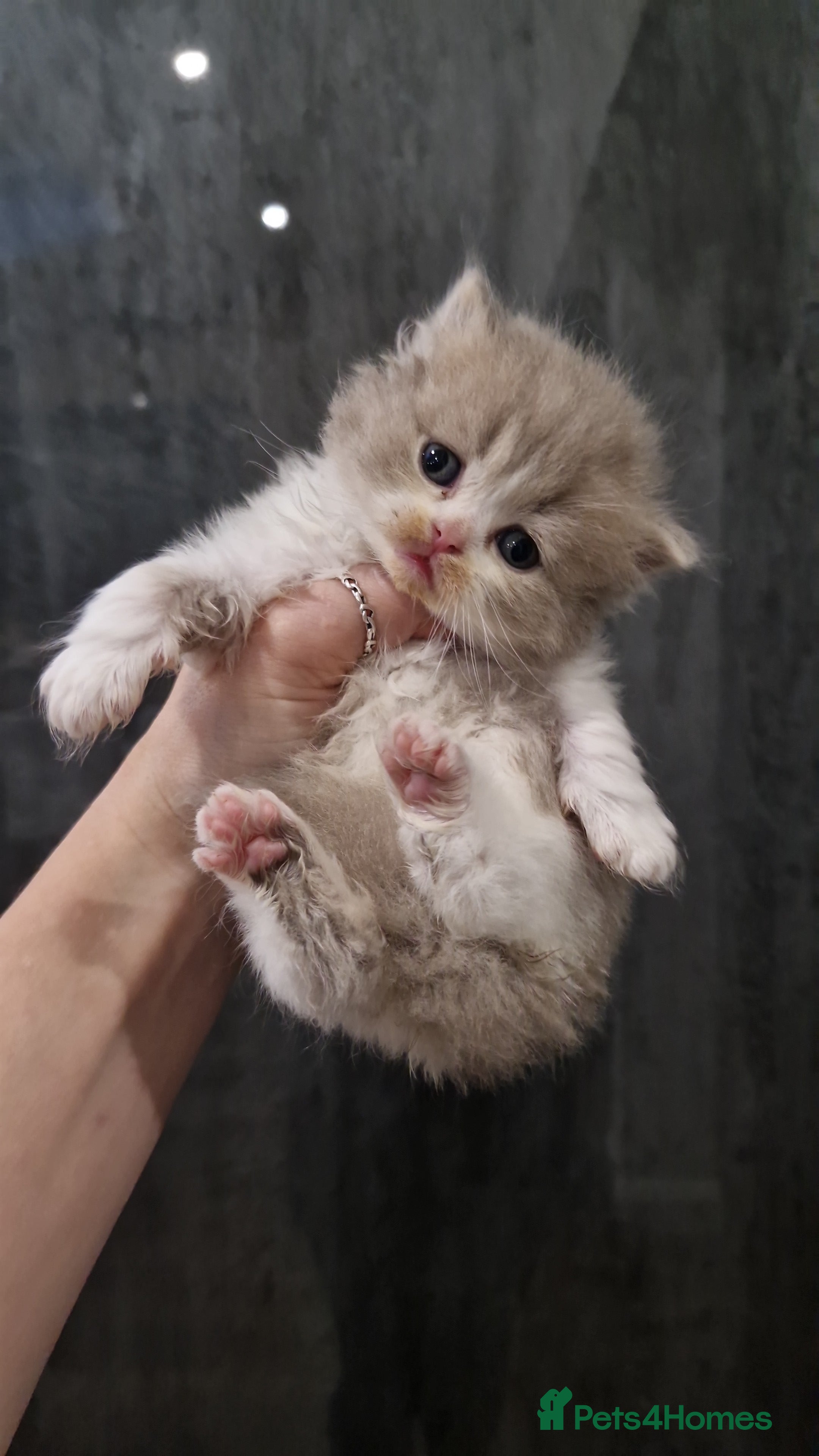 British Shorthair cats GCCF registered British shorthair and longhair - Advert 3