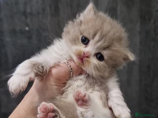 British Shorthair cats GCCF registered British shorthair and longhair - Advert 3