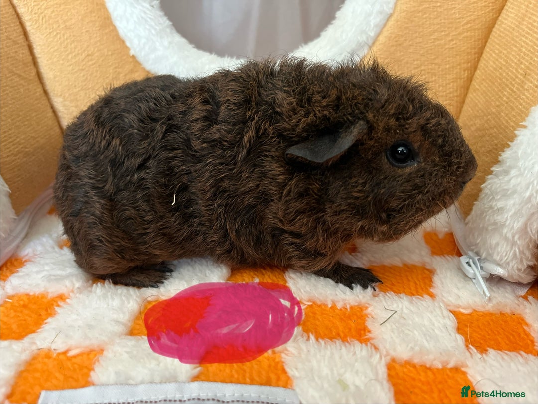 Guinea Pig rodents for sale: Female & Male Baby Guinea Pigs - Advert 3