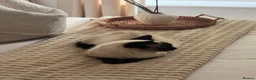 Siamese cats for sale: Siamese female - Advert 1
