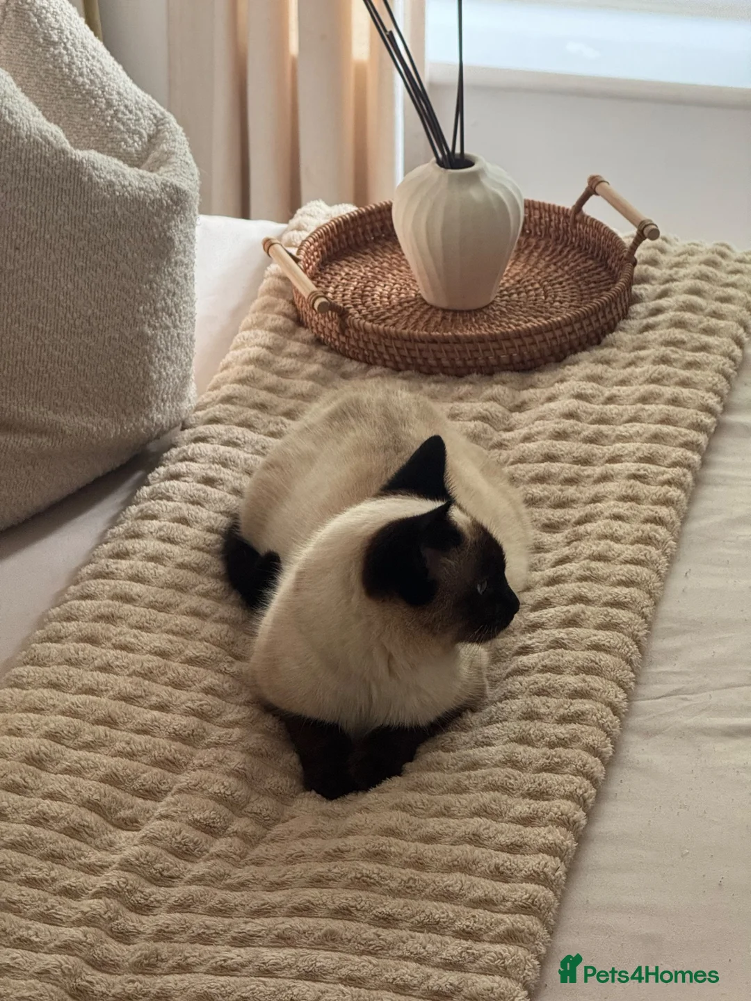 Siamese cats for sale: Siamese female - Advert 1
