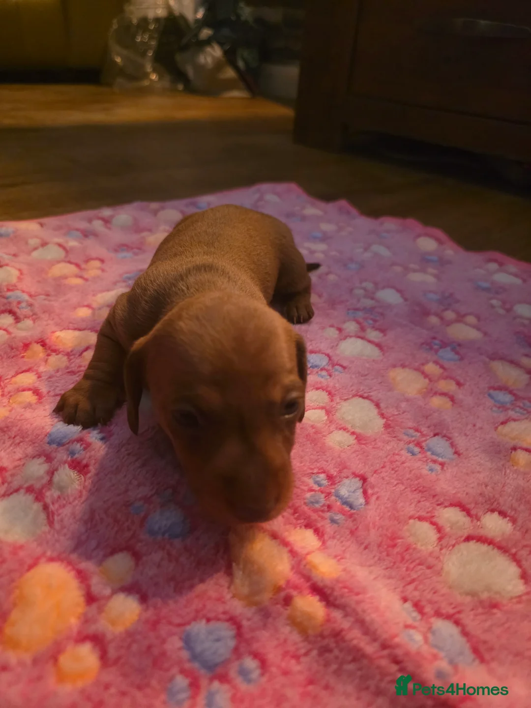 Miniature Dachshund dogs for sale: Miniature daschund puppies  - Advert 6