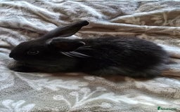 Mini Lop rabbits for sale: 3 little black bunnies pearls silver-plated fur - Advert 8