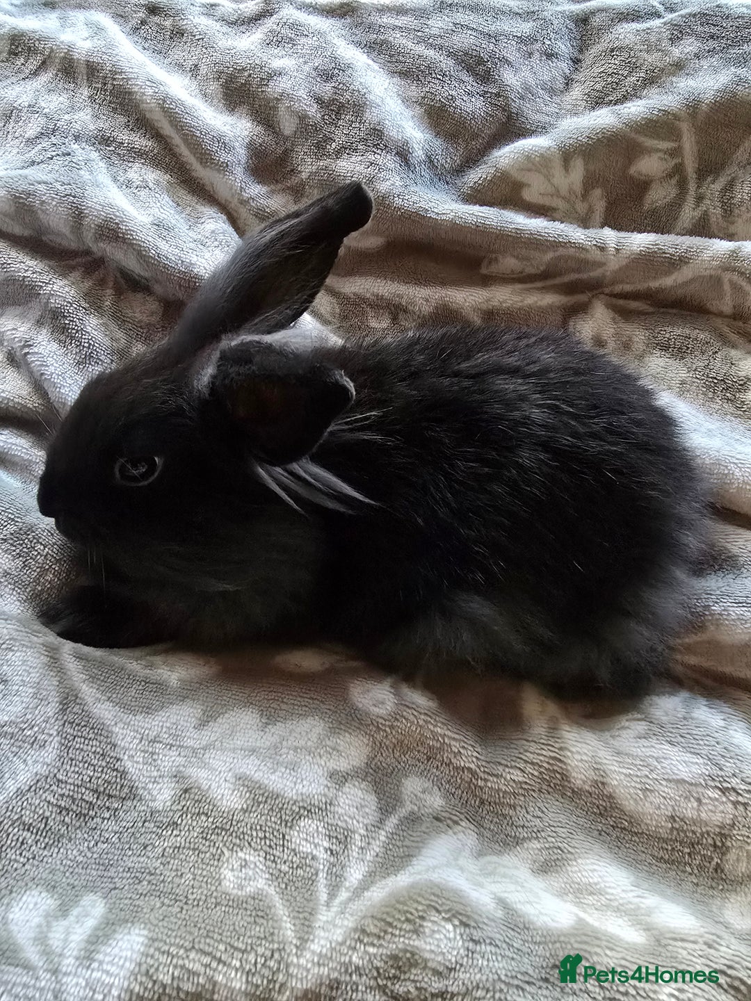 Mini Lop rabbits for sale: 3 little black bunnies pearls silver-plated fur - Advert 8