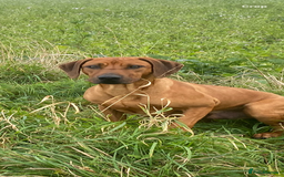 Rhodesian Ridgeback dogs for sale: Luca , 18 month old , wonderful boy - Image 1