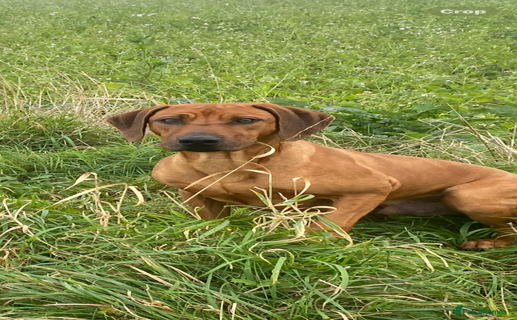 Rhodesian Ridgeback dogs - Advert 1