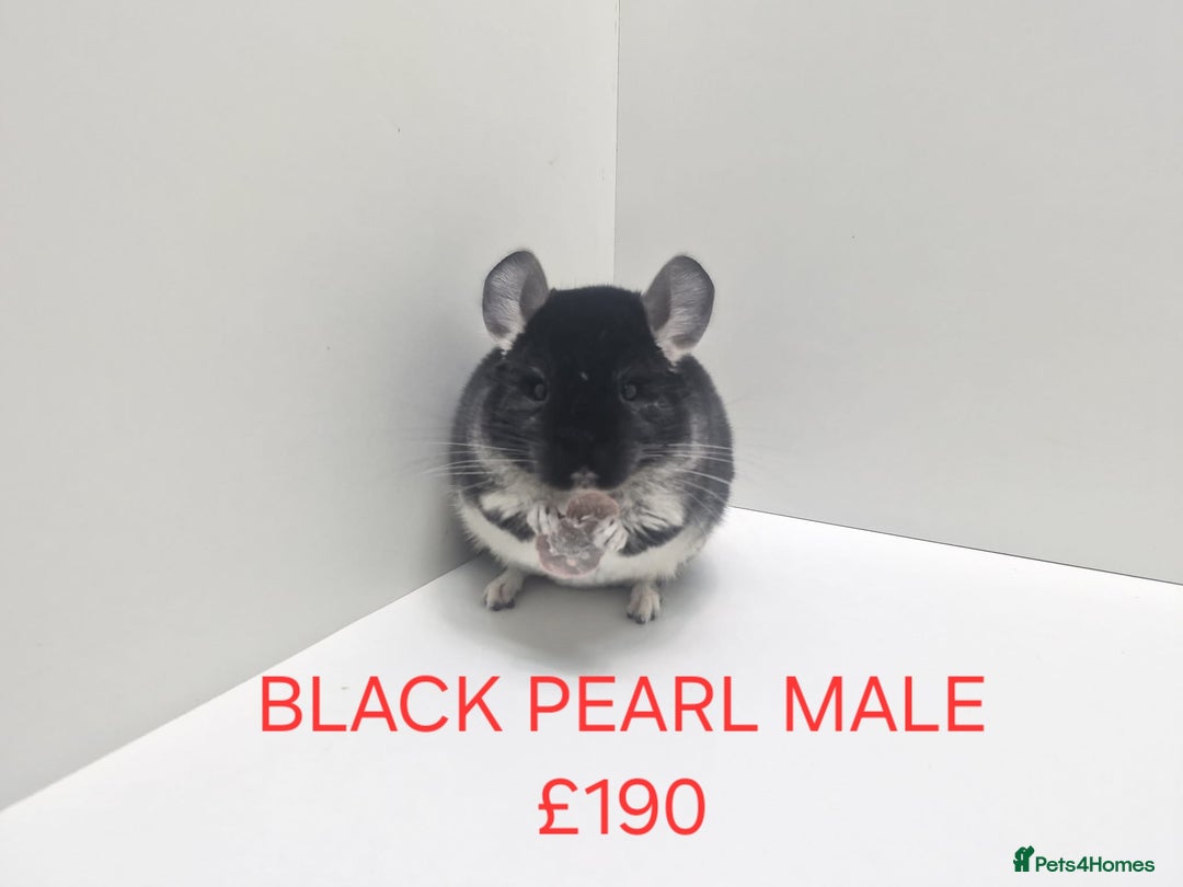 Chinchilla rodents for sale: STUNNING BABIES CHINCHILLA MIX COLOURS AND GENDER  - Advert 8