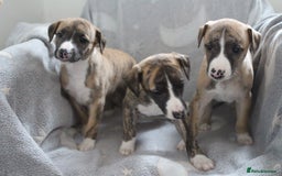 Whippet dogs for sale: Quality whippet pups from top show lines - Advert 4