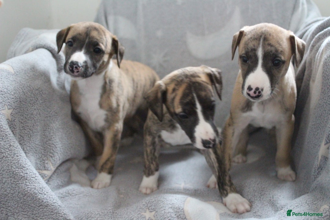 Whippet dogs for sale: Quality whippet pups from top show lines - Advert 4