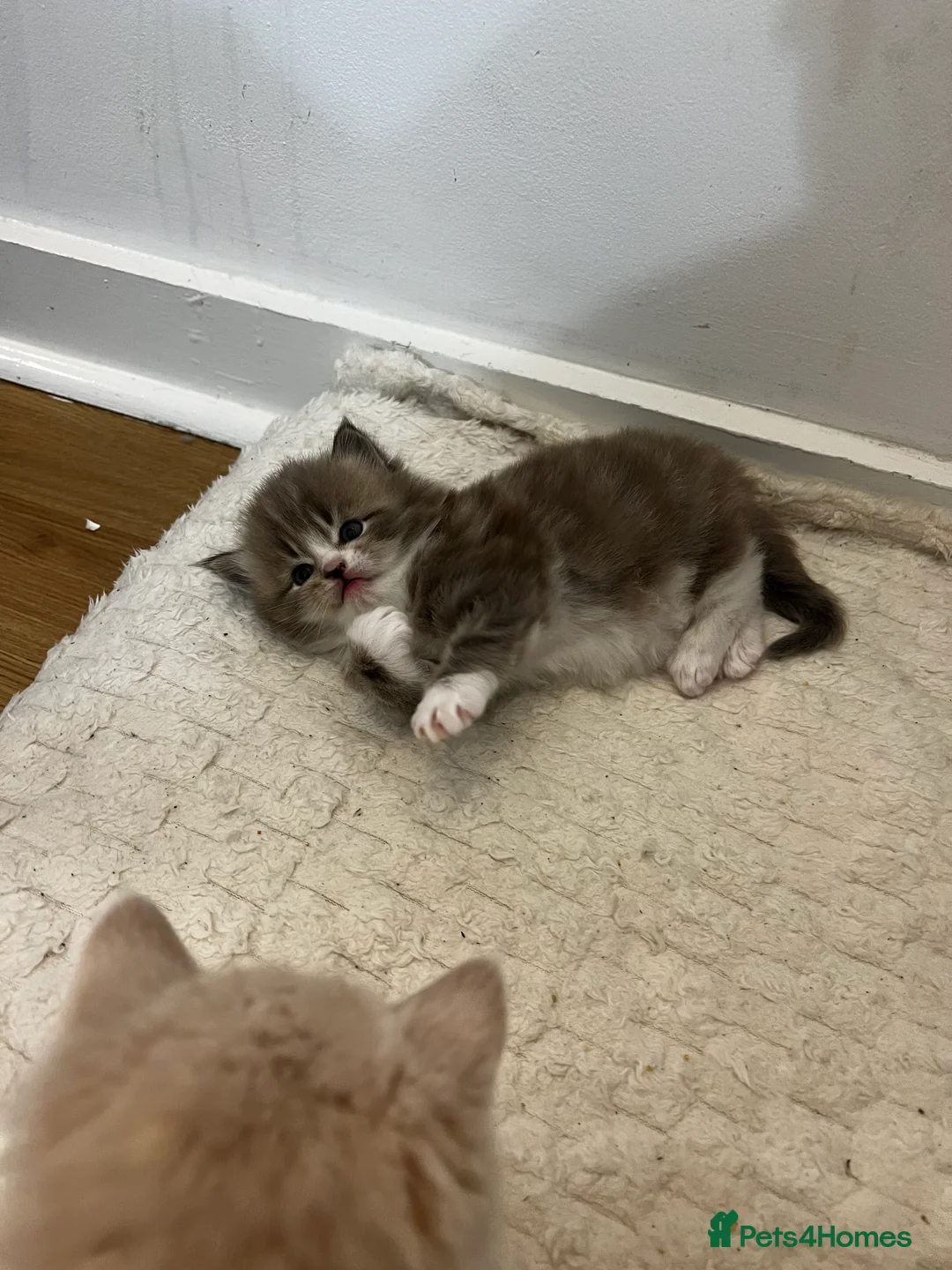 Mixed Breed cats for sale: [Two Kittens] Mainecoon x Turkish Angora Kittens  - Advert 10