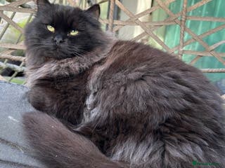 Siberian cats Siberian Adults for new Homes - Advert 1