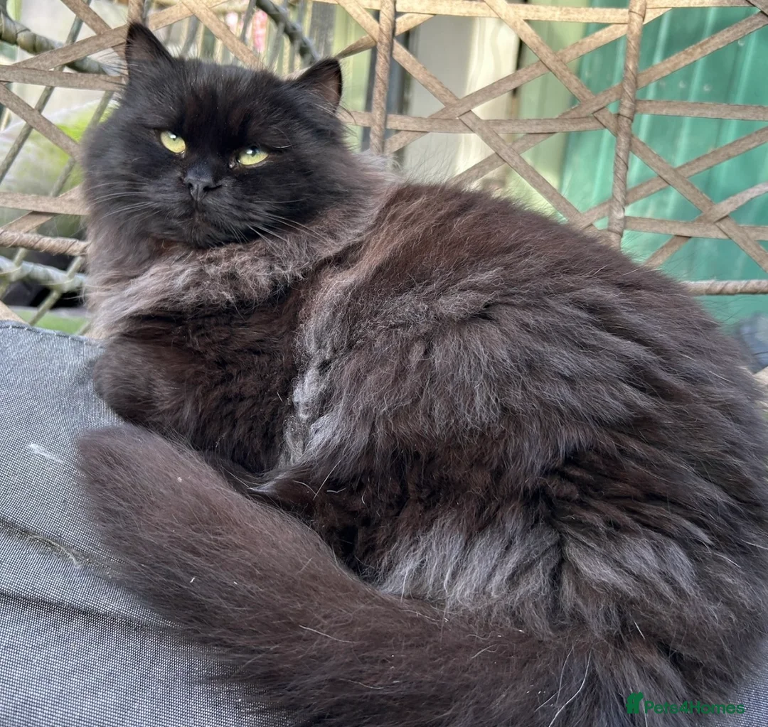 Siberian cats for sale: Siberian Adults for new Homes - Advert 1