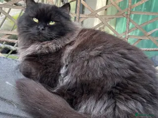 Siberian cats Siberian Adults for new Homes - Advert 3