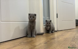 Scottish Fold cats for sale: Stunning Scottish Fold Kittens in Herne Bay - Image 1