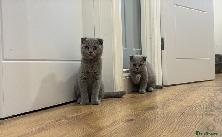 Scottish Fold cats in Herne Bay - Advert 4