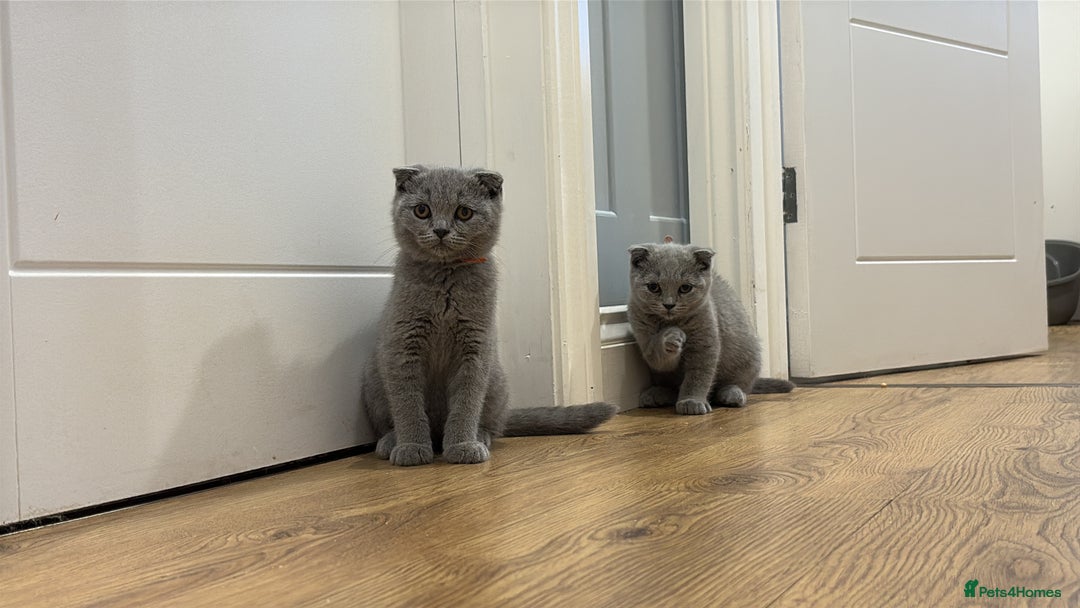 Scottish Fold cats for sale: Stunning Scottish Fold Kittens in Herne Bay - Image 1