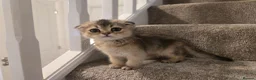 Scottish Fold cats for sale: Scottish fold in Nottingham - Advert 3