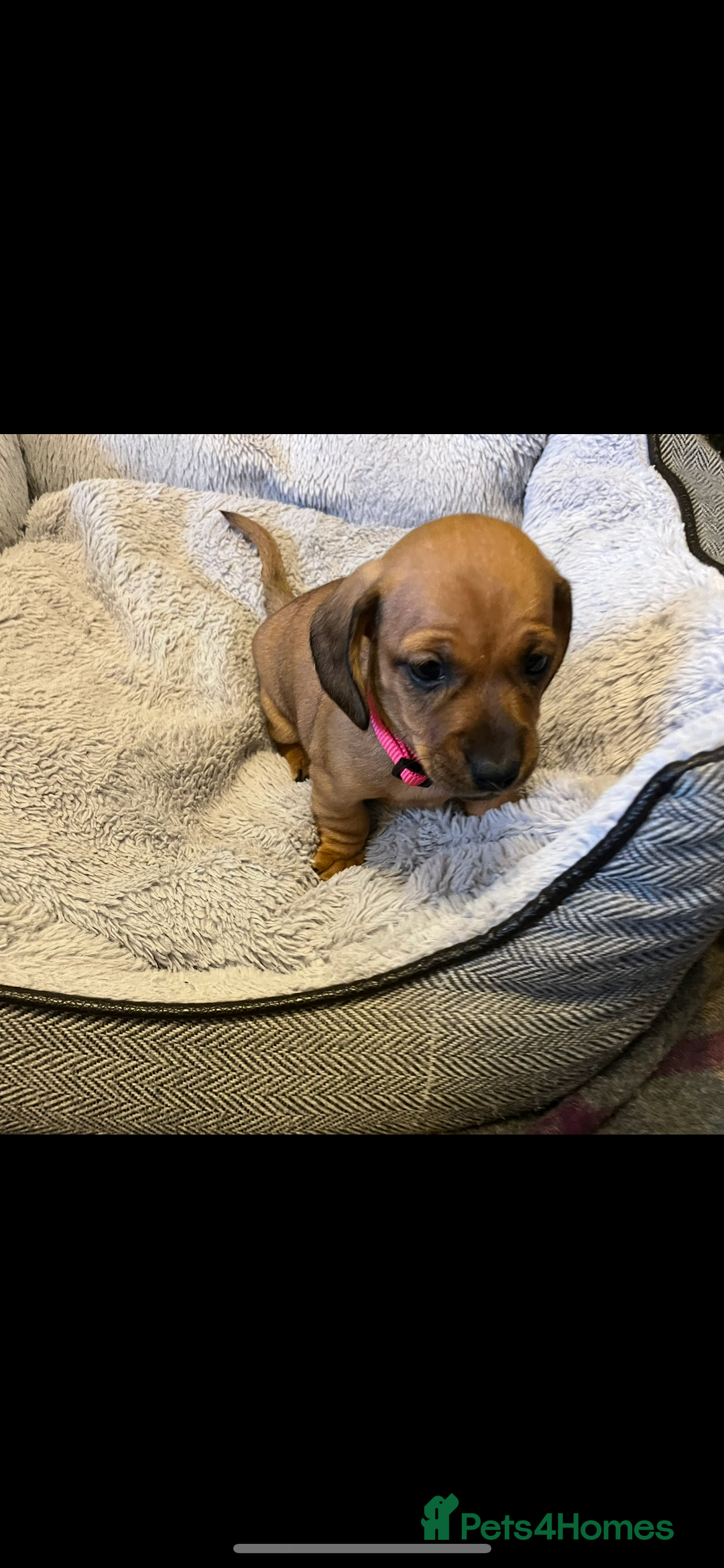 Dachshund dogs for sale: Red dachshund puppies  - Advert 6