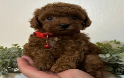 Maltipoo dogs for sale: 🐶 3 Gorgeous Toy Maltipoo F1b Puppies for sale🐶  - Image 4