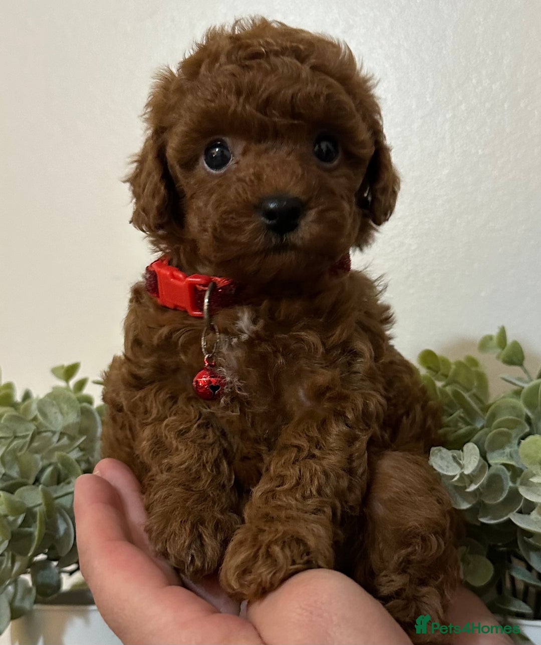 Maltipoo dogs for sale: 🐶 3 Gorgeous Toy Maltipoo F1b Puppies for sale🐶  - Image 4