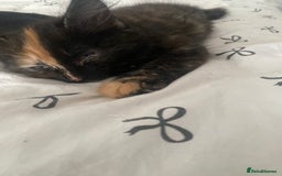 Mixed Breed cats for sale: 2 girls and 1 boy mixed breed kittend - Image 3