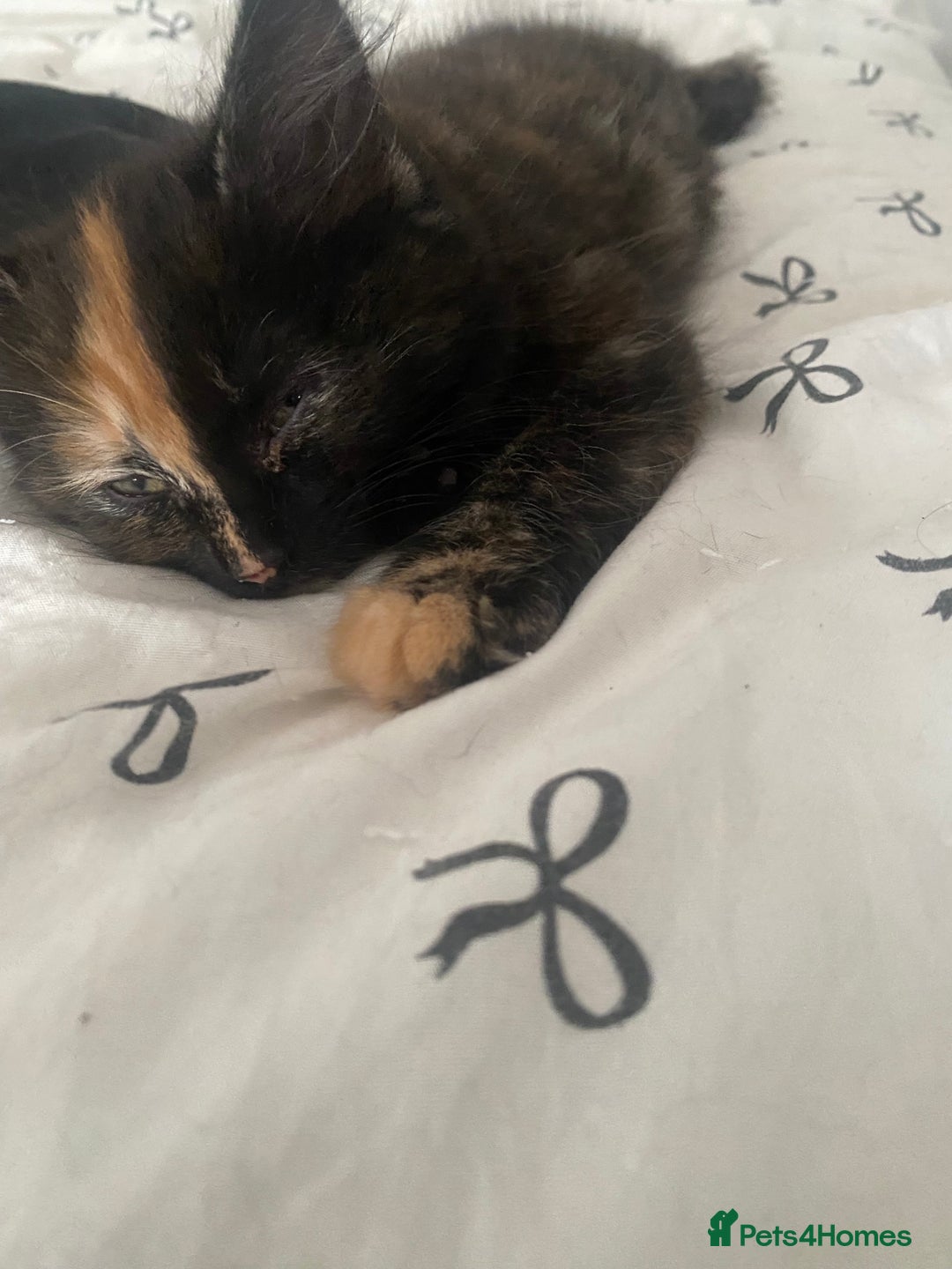 Mixed Breed cats for sale: 2 girls and 1 boy mixed breed kittend - Image 3