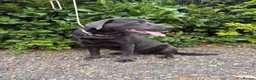 Labrador Retriever dogs for stud: Gorgeous KC Charcoal Labrador Stud - Advert 4