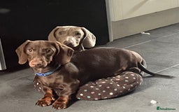 Miniature Dachshund dogs for sale: Pra clear mini dachshund pups - Image 9