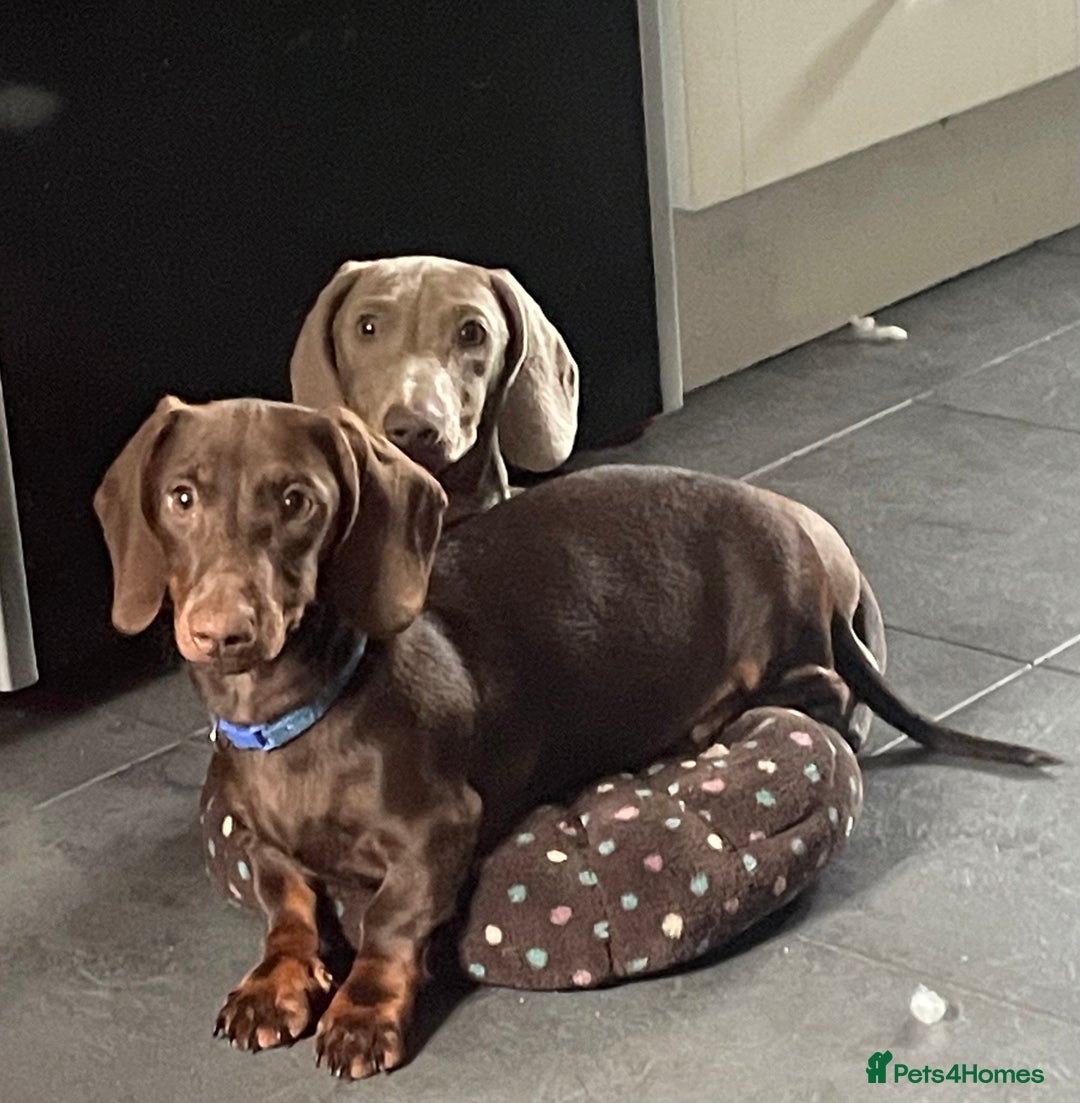 Miniature Dachshund dogs for sale: Pra clear mini dachshund pups - Image 9