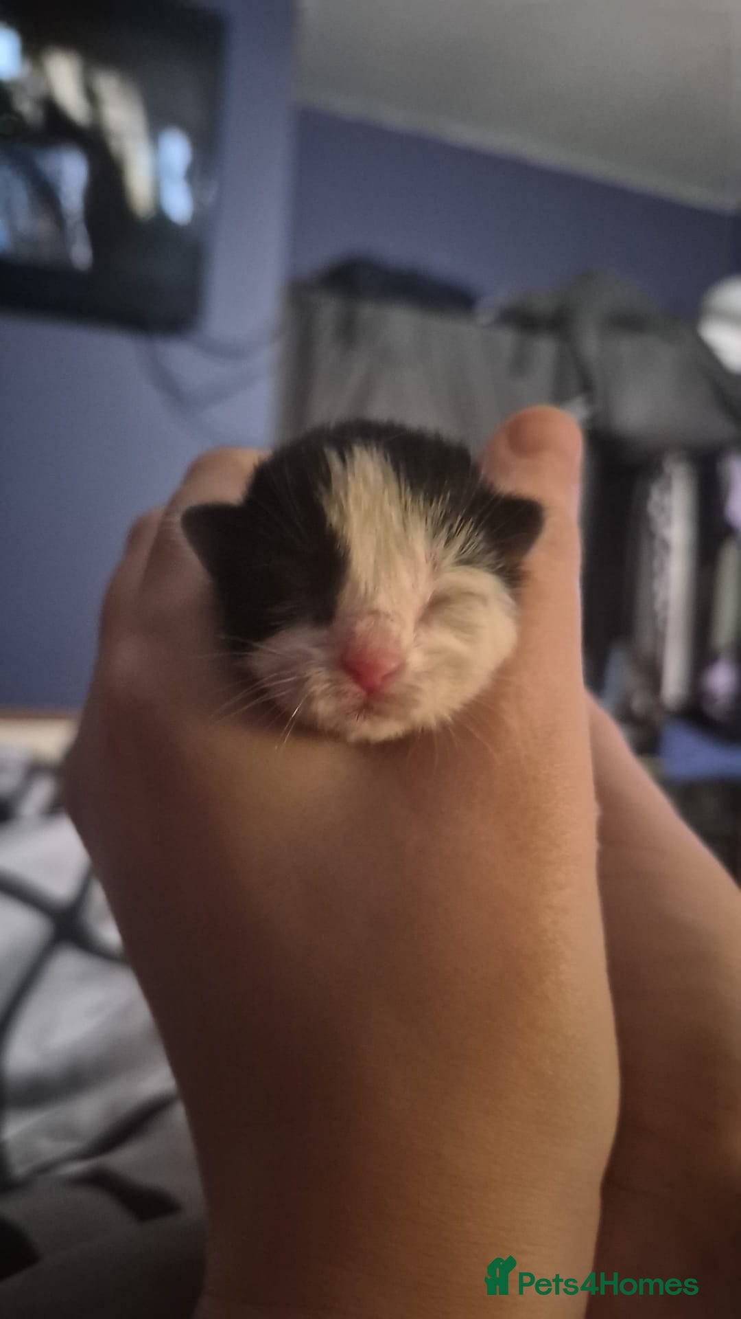 Mixed Breed cats for sale: 3 beautiful kittens - Advert 15
