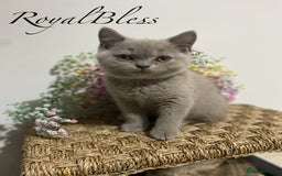 British Shorthair cats for sale: 👑ROYALBLESS STUNNING LILAC BRITISH SHORTHAIR  - Image 7