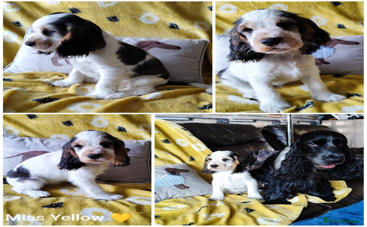 Cocker Spaniel dogs - Advert 3
