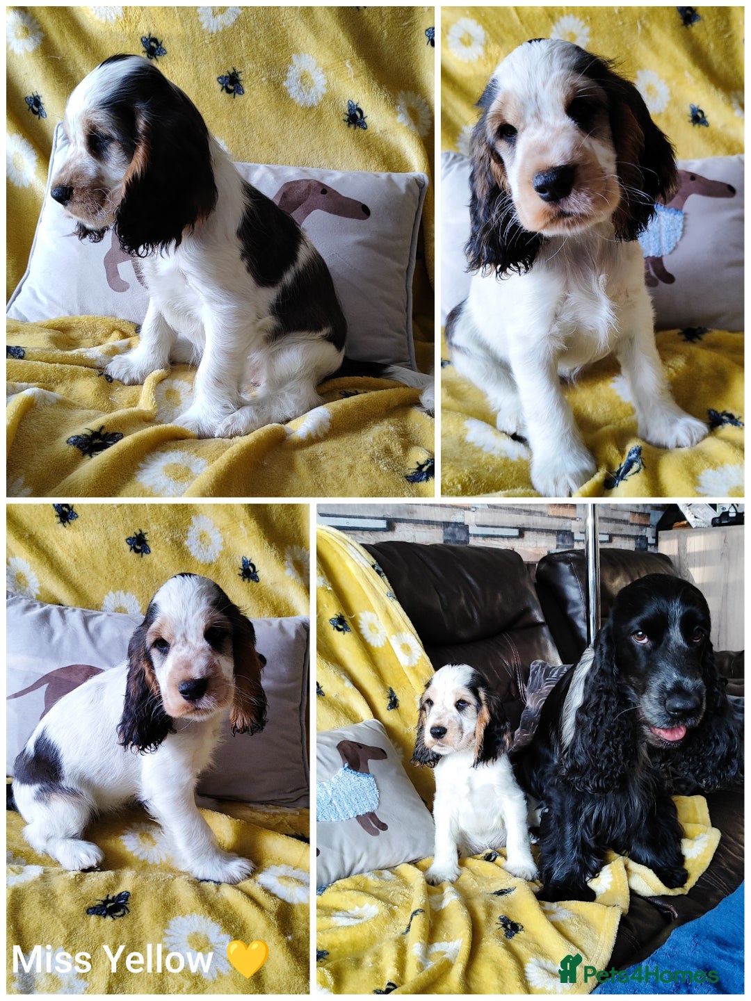 Cocker Spaniel dogs for sale: KC English Show Type Cocker Spaniel Puppies  - Image 2