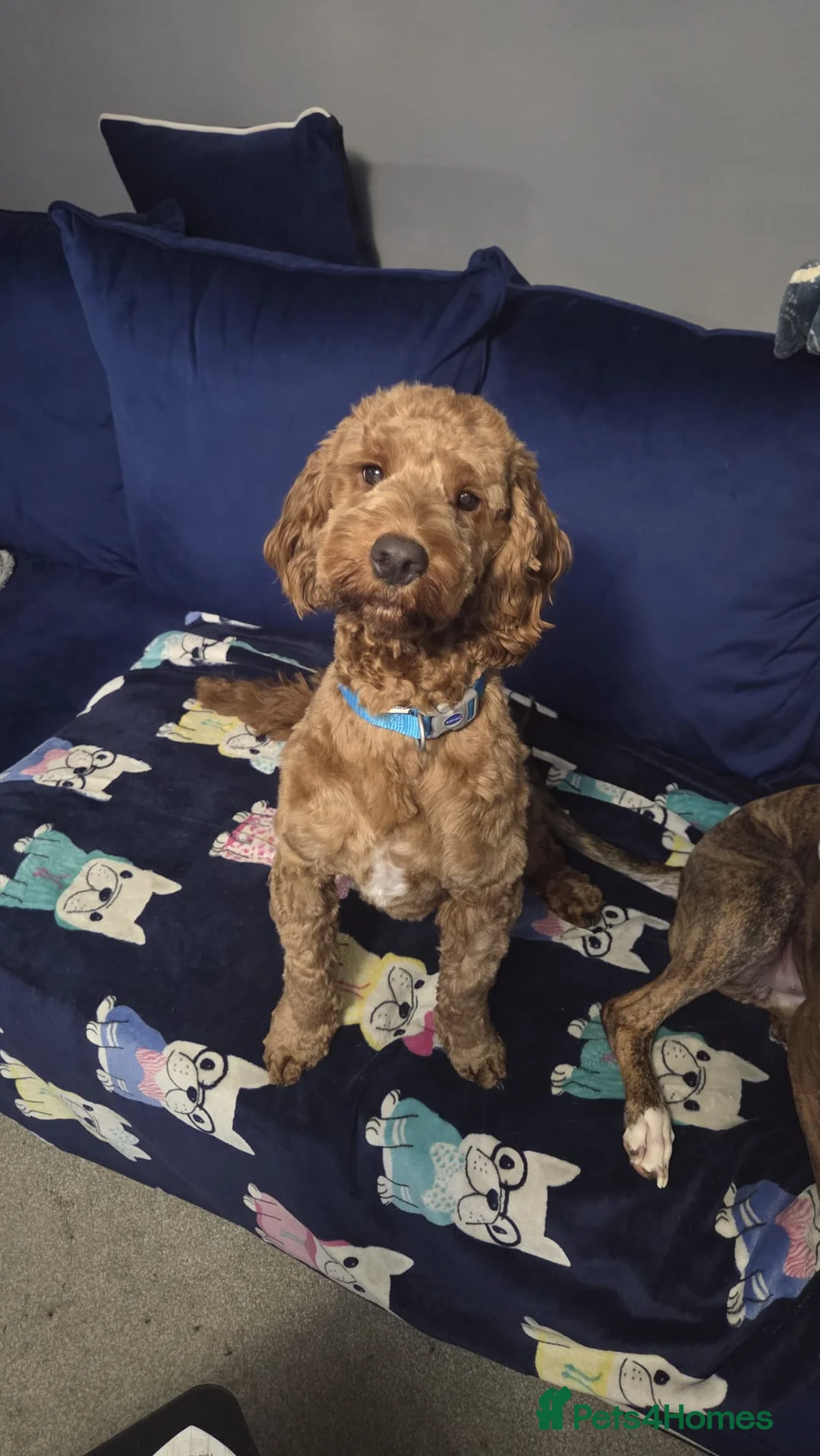 Cockapoo dogs for sale: Rocco 1 year old cockapoo  - Advert 1