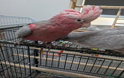 Parrots birds for sale: Baby Galah cockatoos hand reared silly tamed - Image 15