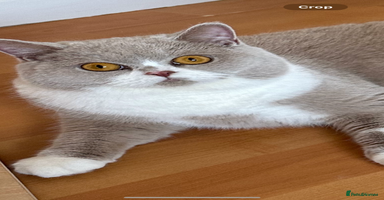 British Shorthair cats - Advert 5