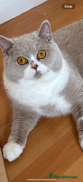 British Shorthair cats - Advert 9