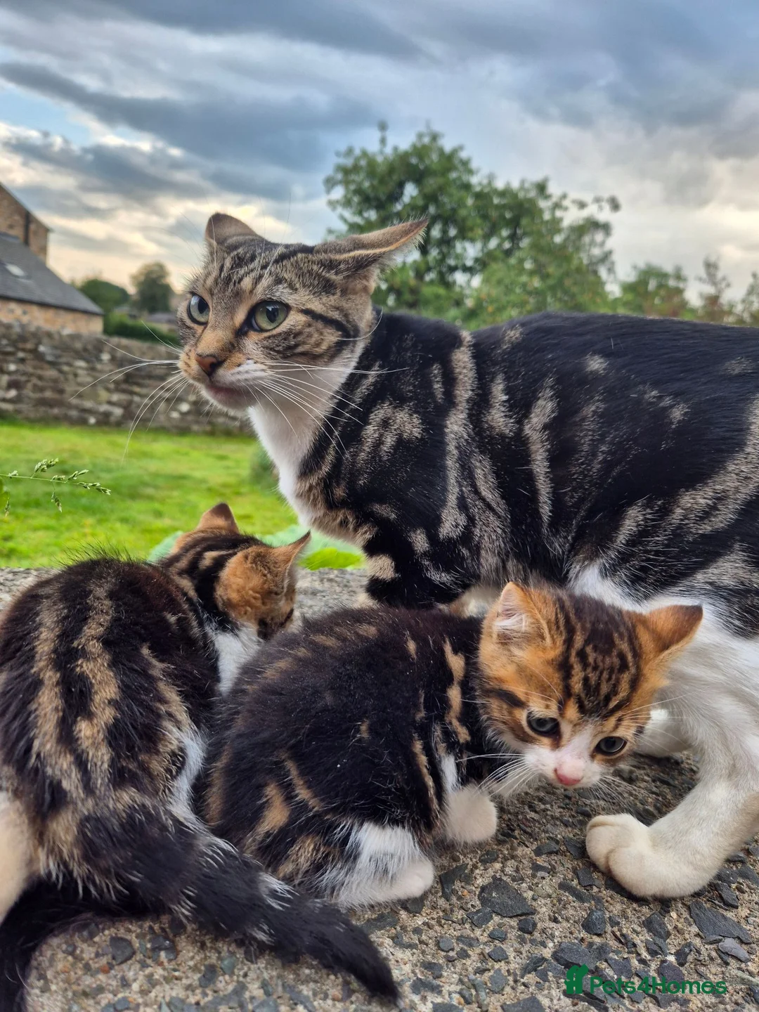 Mixed Breed cats for sale: Beautiful Tabby Kittens Available  - Advert 2