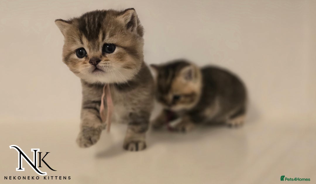 British Shorthair cats for sale: GCCF REGISTERED BSH TEDDY'S 🐻 🧸  - Advert 7