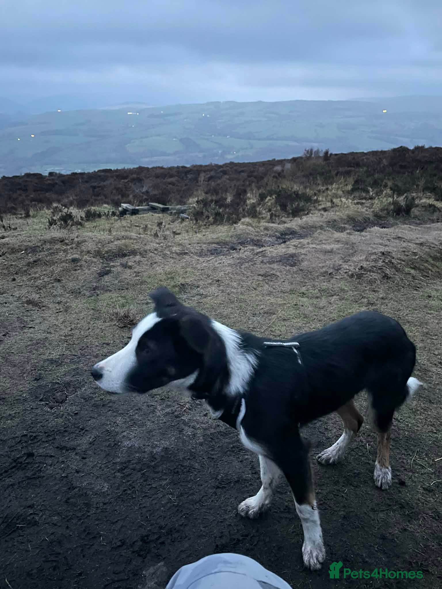 Border Collie dogs Lively Border Collie  - Advert 1