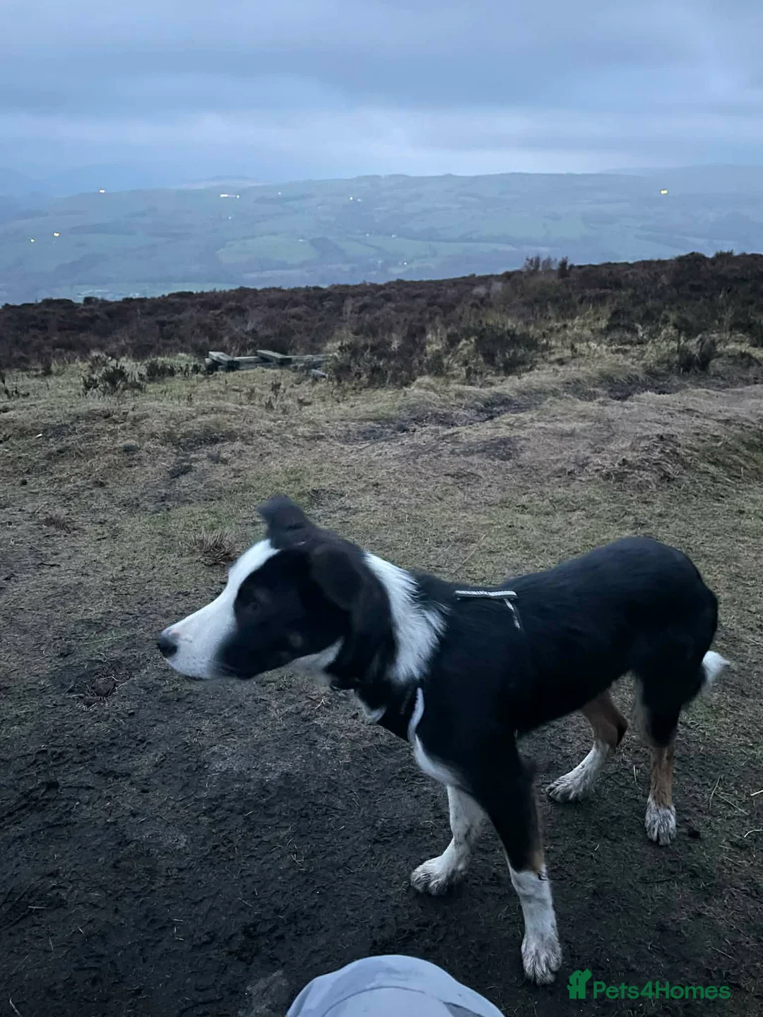 Border Collie dogs for sale: Lively Border Collie  - Advert 1