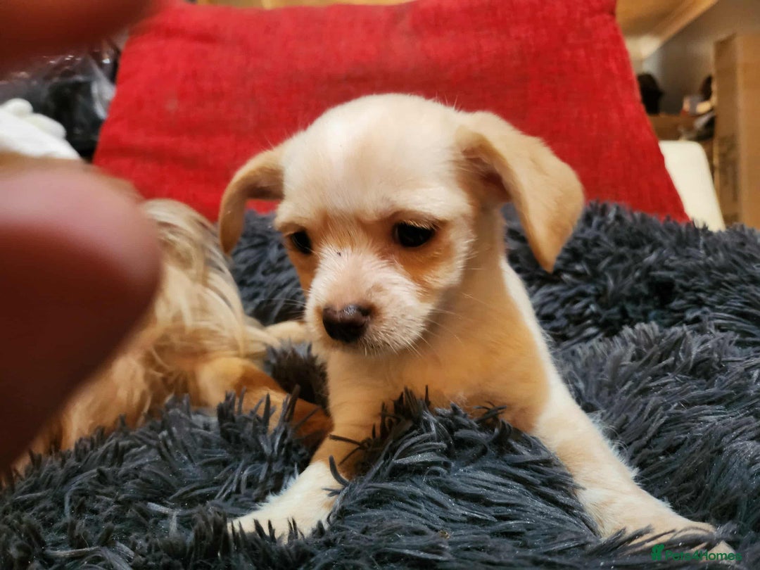 Mixed Breed dogs for sale: Shorchi  - Advert 1
