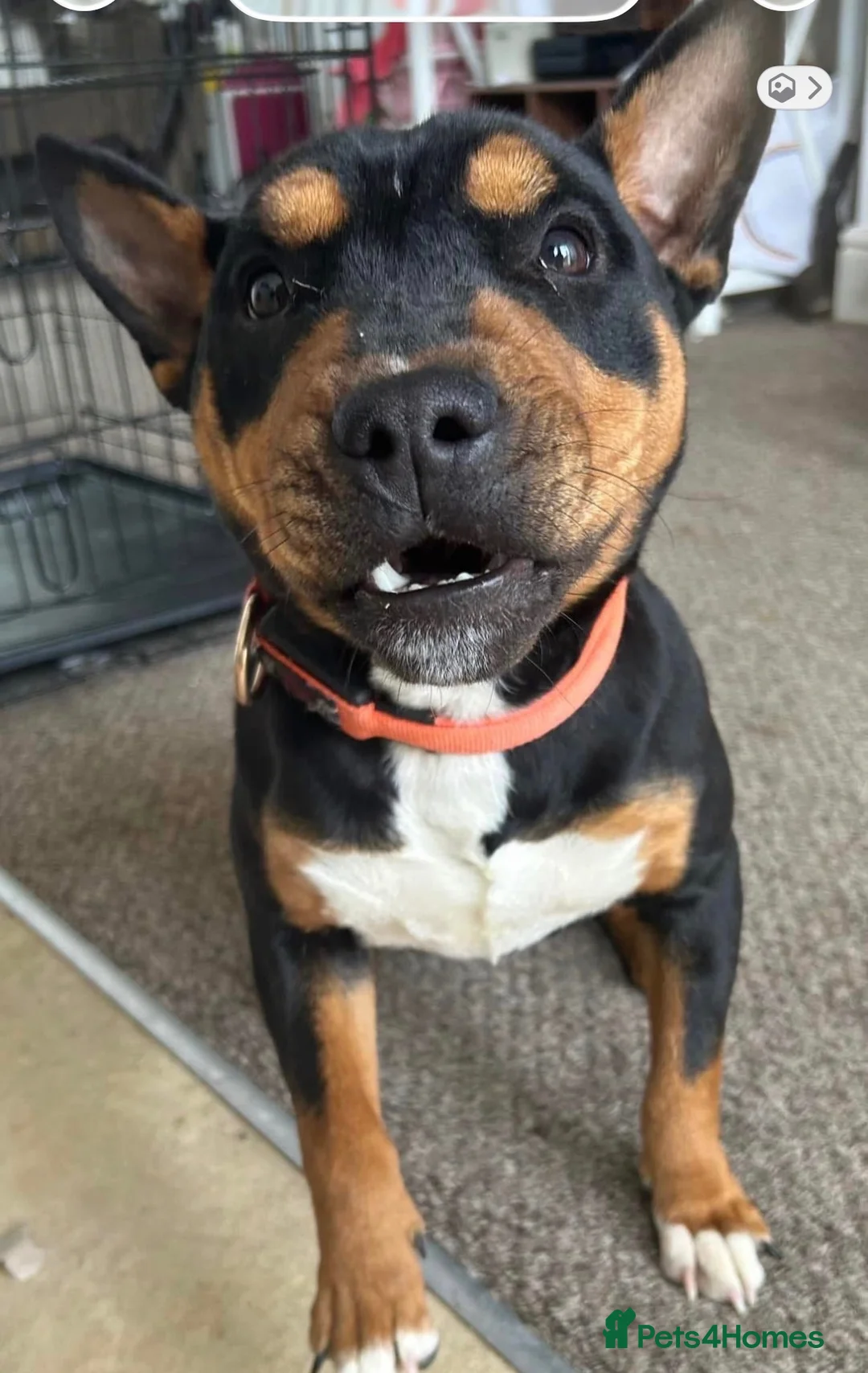 Miniature Bull terrier dogs for sale: Poppy- female mini bulldog  in Grimsby - Advert 2