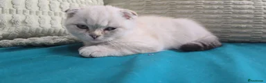 Scottish Fold 4