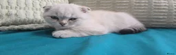 Scottish Fold cats for sale: 6 SCOTTISH FOLD KITTENS - Advert 6