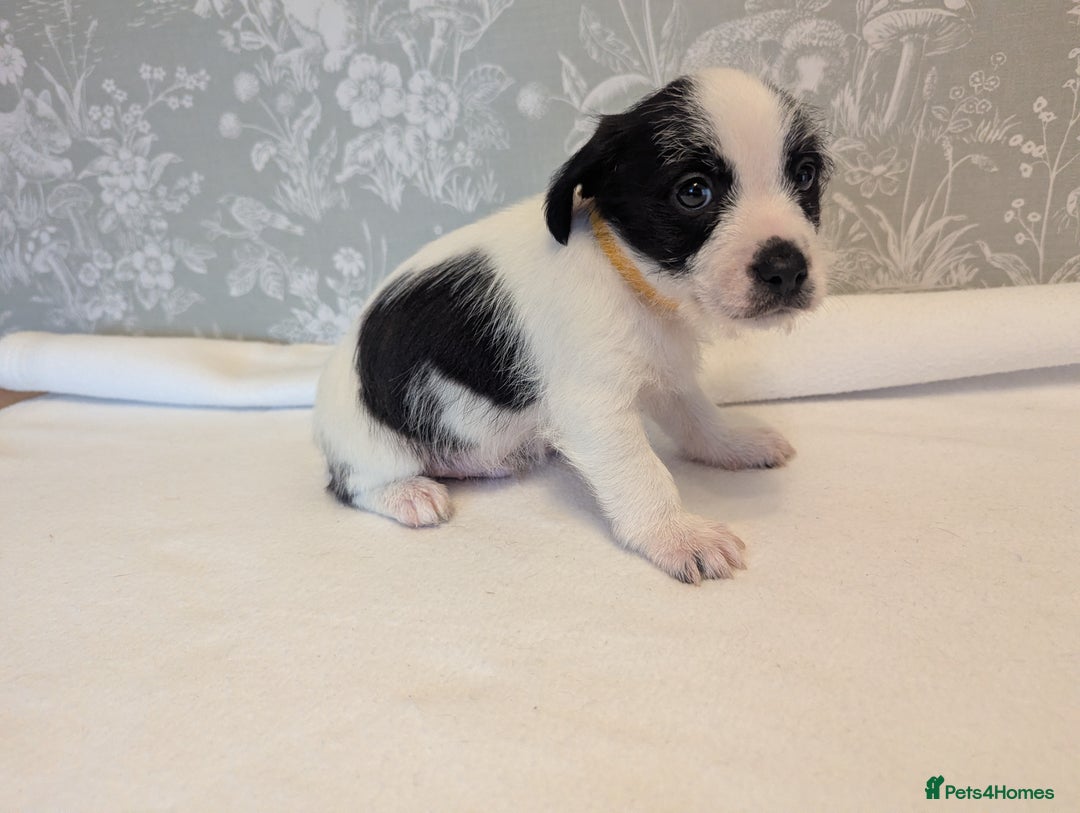 Jack Russell dogs for sale: Jack Russell puppies  - Advert 14
